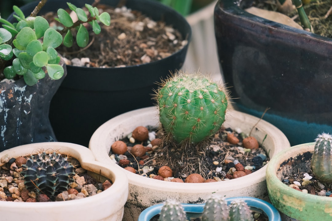 Agujeros de drenaje libres en una maceta para cactus y suculentas