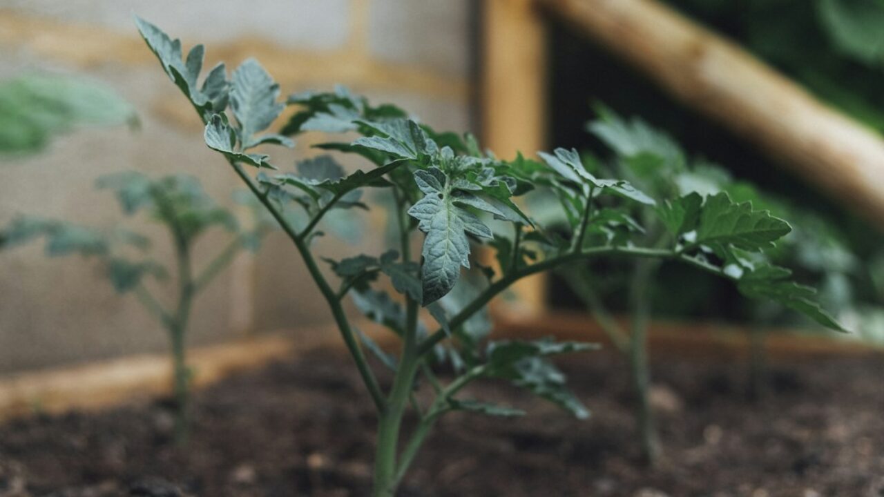 Tomateras cultivadas en un huerto urbano para inspeccionar su estado