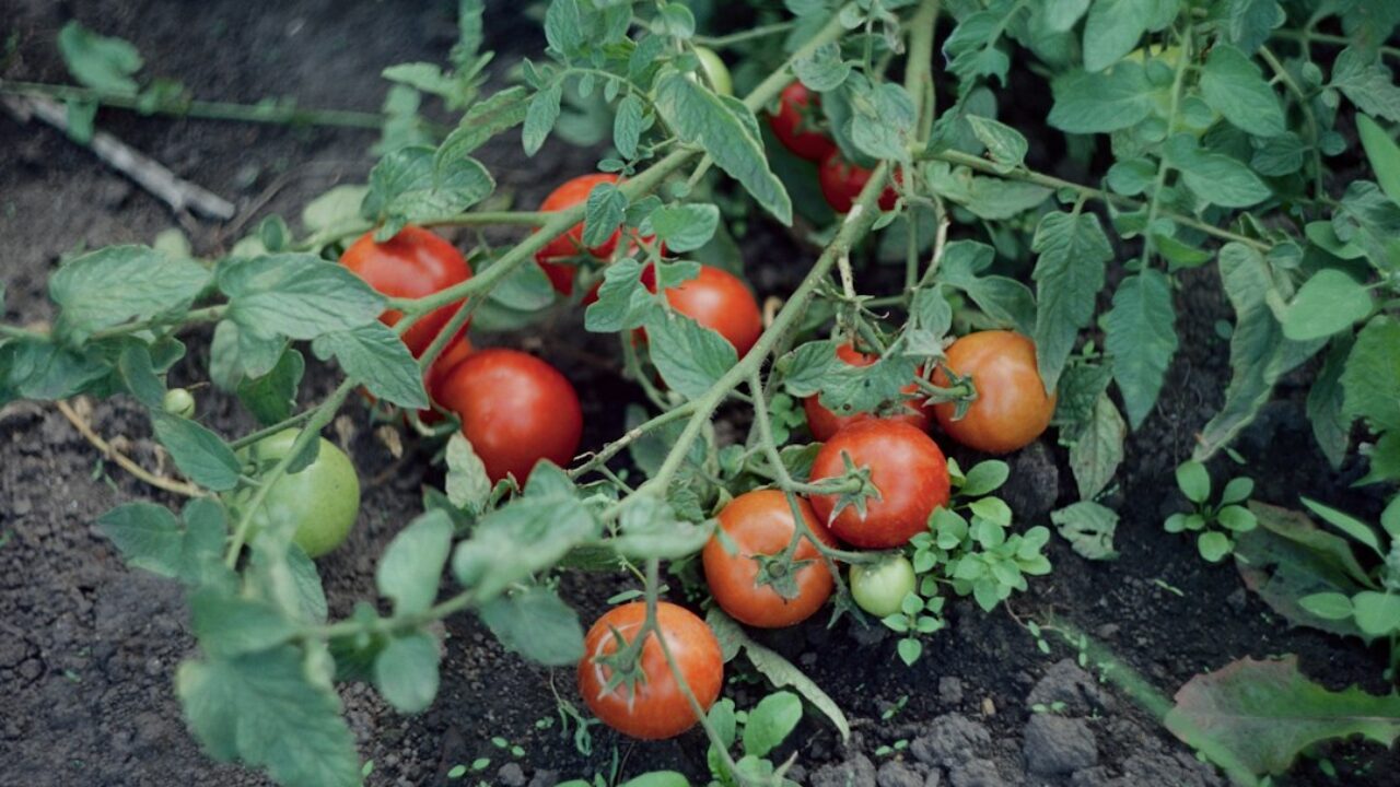 Tomates en distintos estados de madurez sobre la planta
