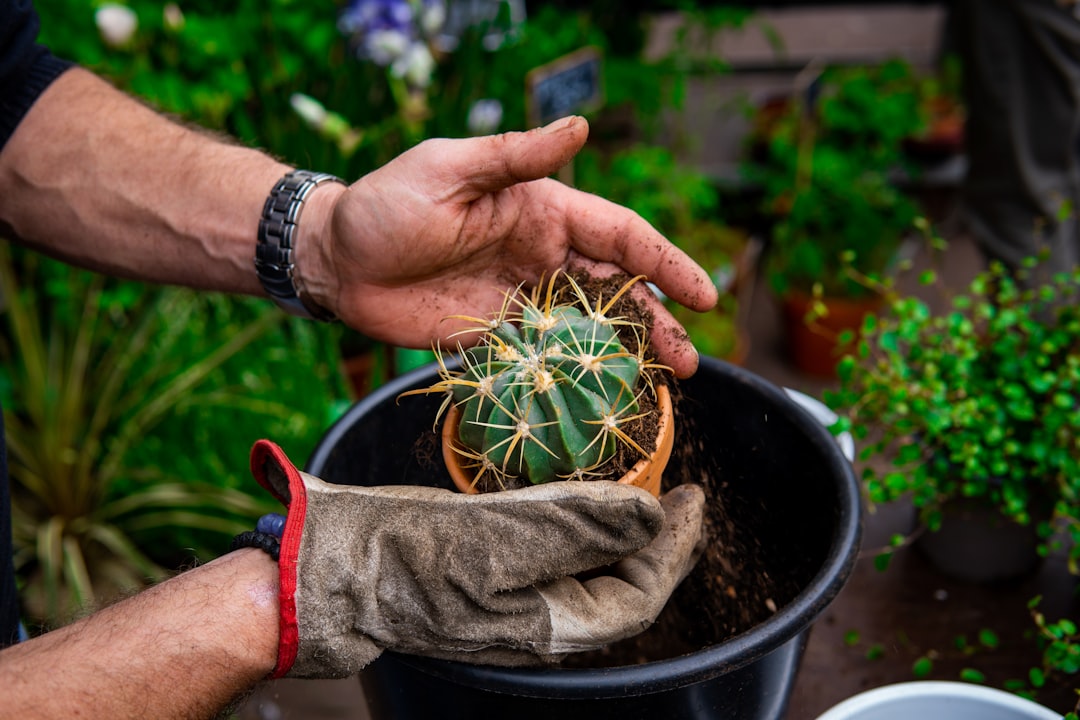 Cómo trasplantar cactus y suculentas sin dañar las raíces