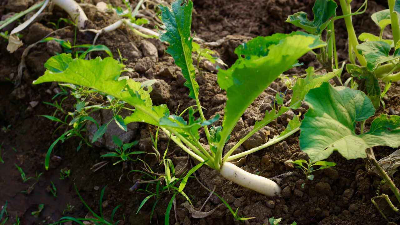 Cultivo de rábanos con hojas verdes