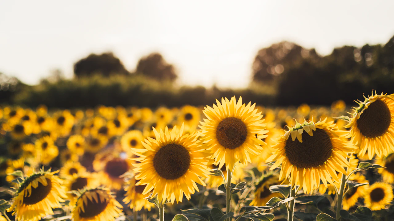 Campo de girasoles amarillos en flor a pleno sol