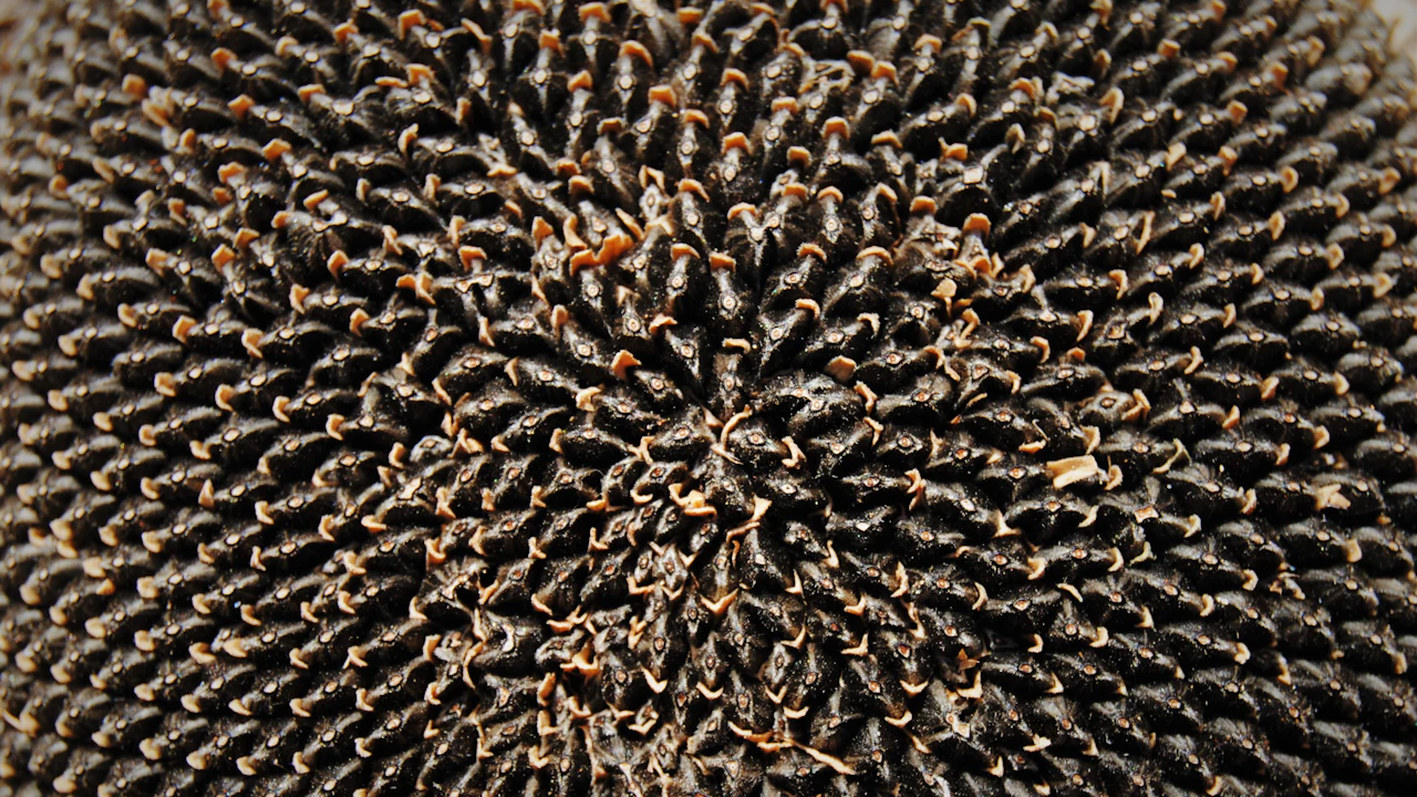 Cómo cultivar girasoles desde semilla: siembra, riego, floración y cosecha