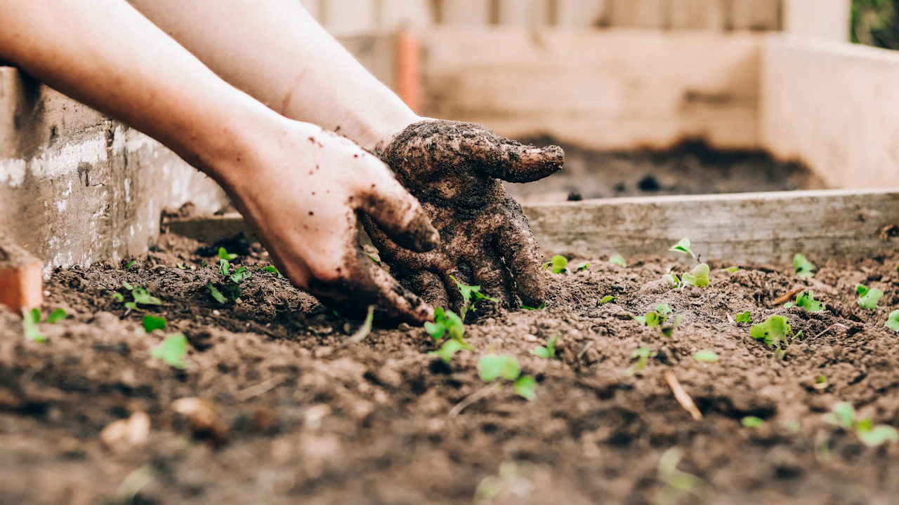 Manos preparando tierra y compost para el cultivo
