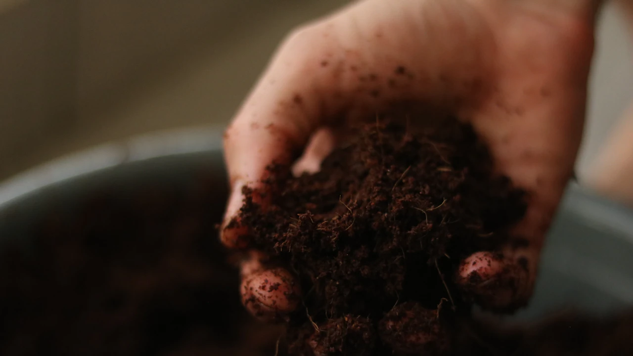 Persona revisando la textura del sustrato antes de cultivar rábanos
