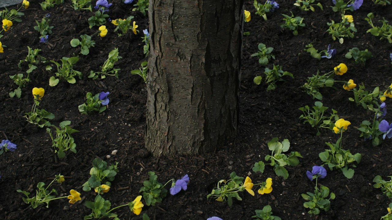 Acolchado extendido alrededor de un árbol joven