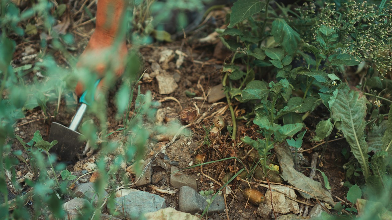 Plantas rodeadas de piedras usadas como acolchado mineral