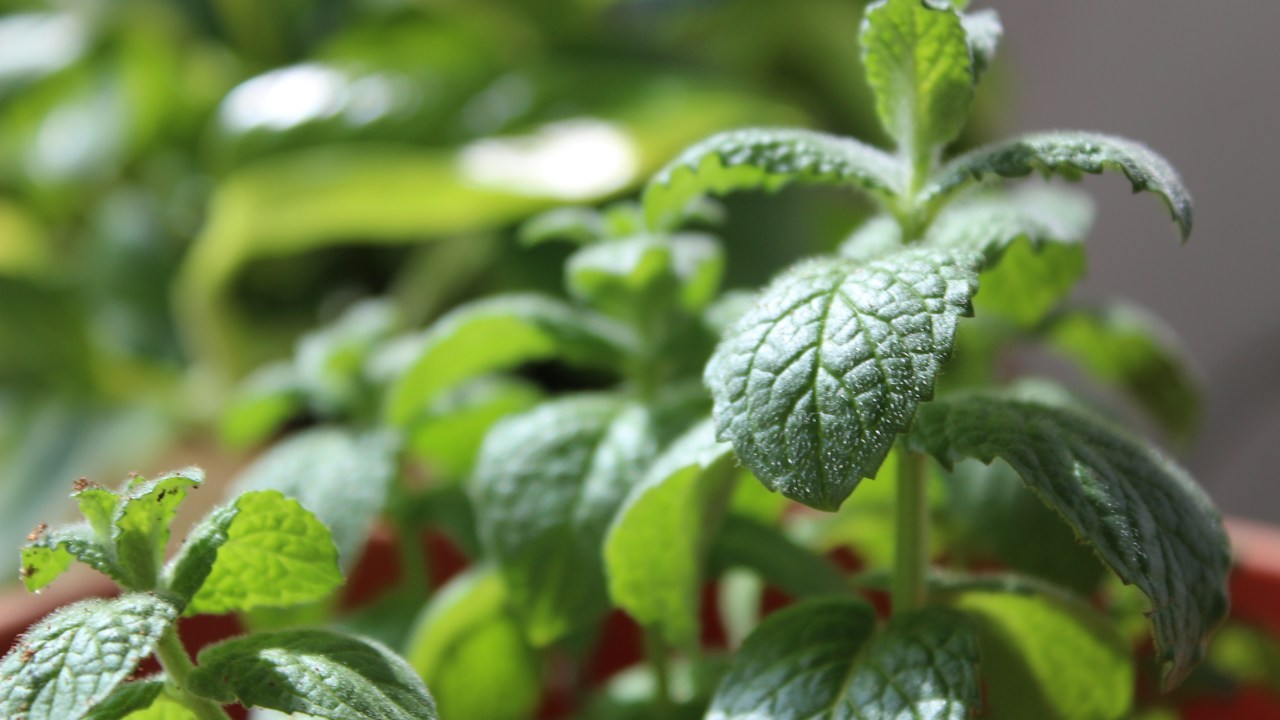 Macetas de albahaca y menta preparadas para un riego profundo