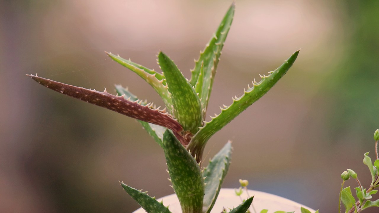 Aloe con varios hijuelos creciendo alrededor de la planta madre