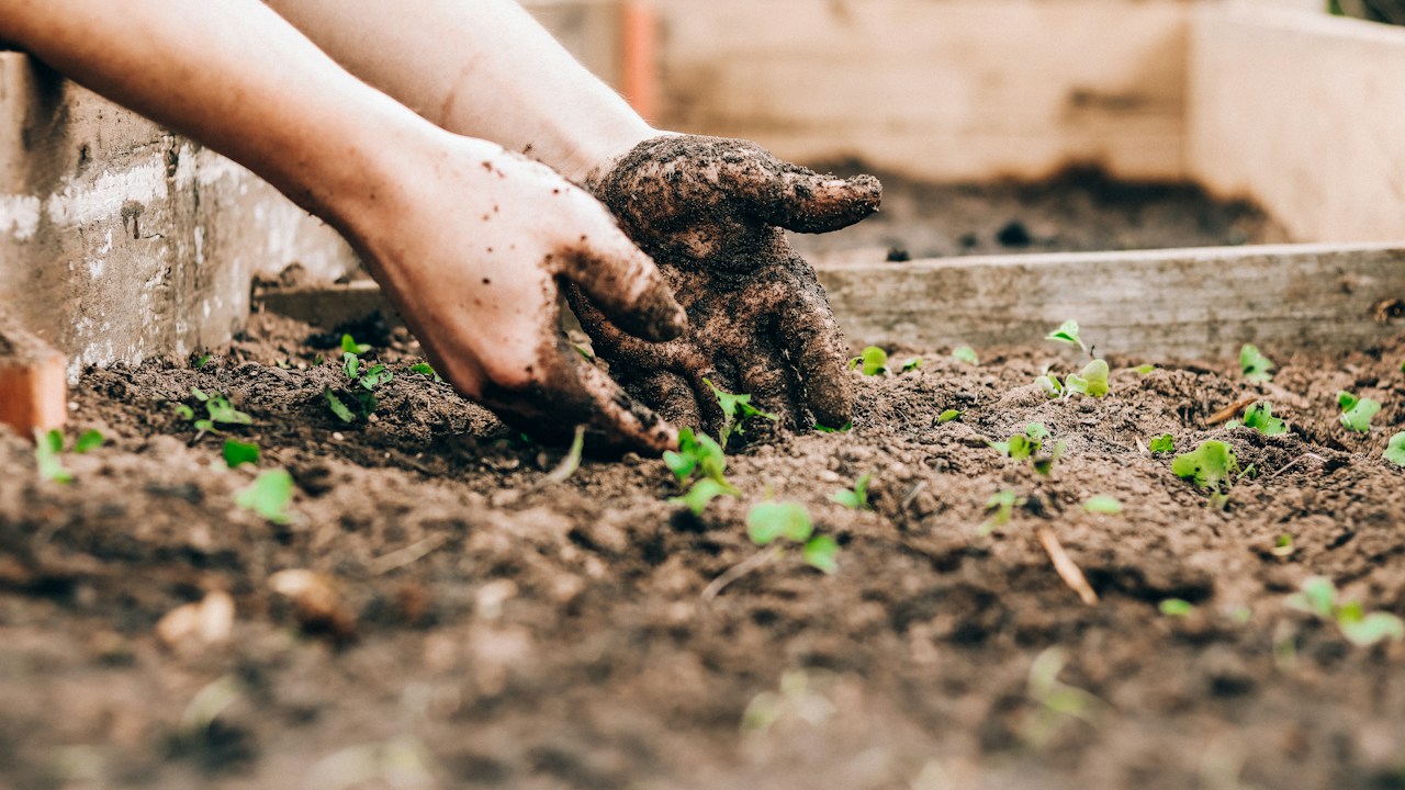 Abono orgánico aplicado alrededor de una planta del huerto