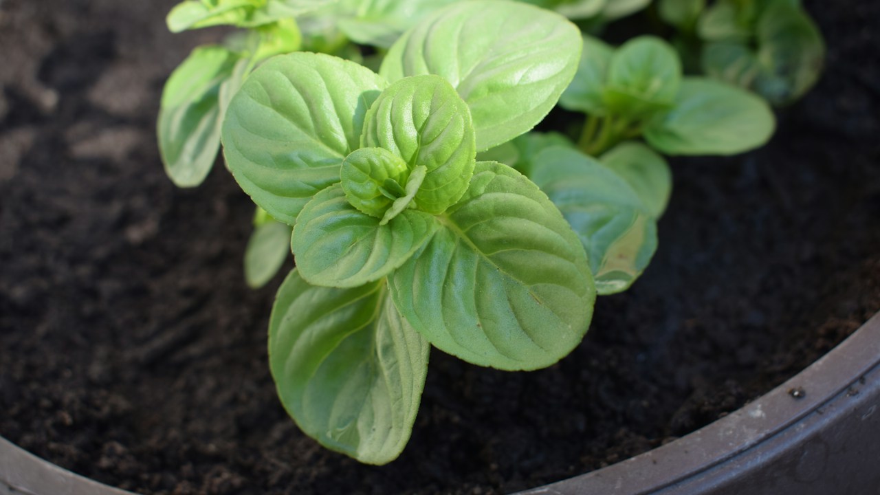 Varias hierbas aromáticas cultivadas en recipientes