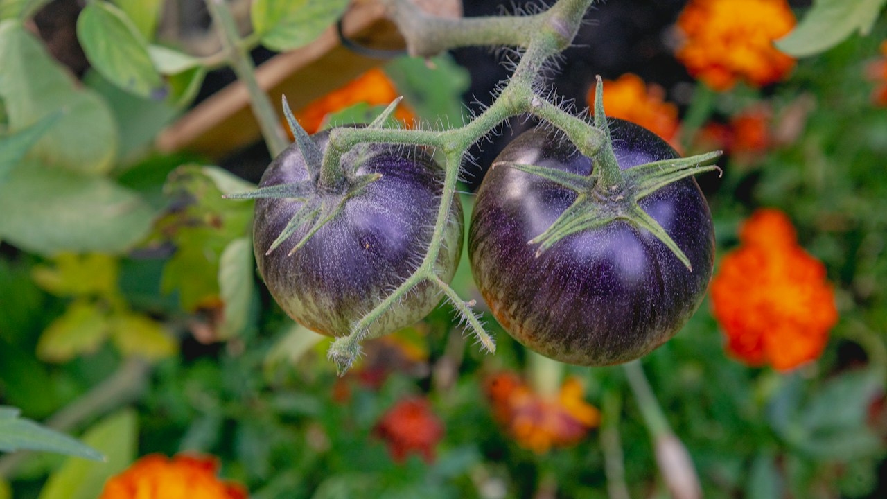 Planta joven de berenjena adaptándose al exterior