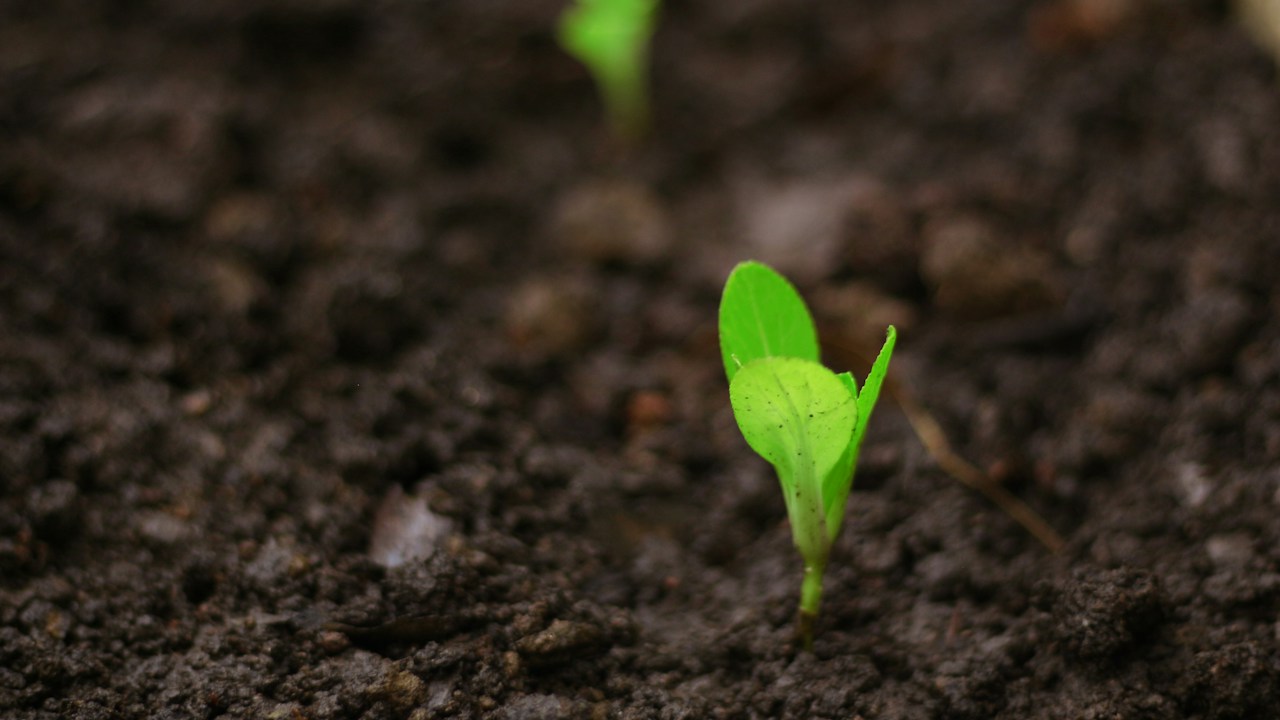 Brotes y hojas jóvenes de albahaca en crecimiento