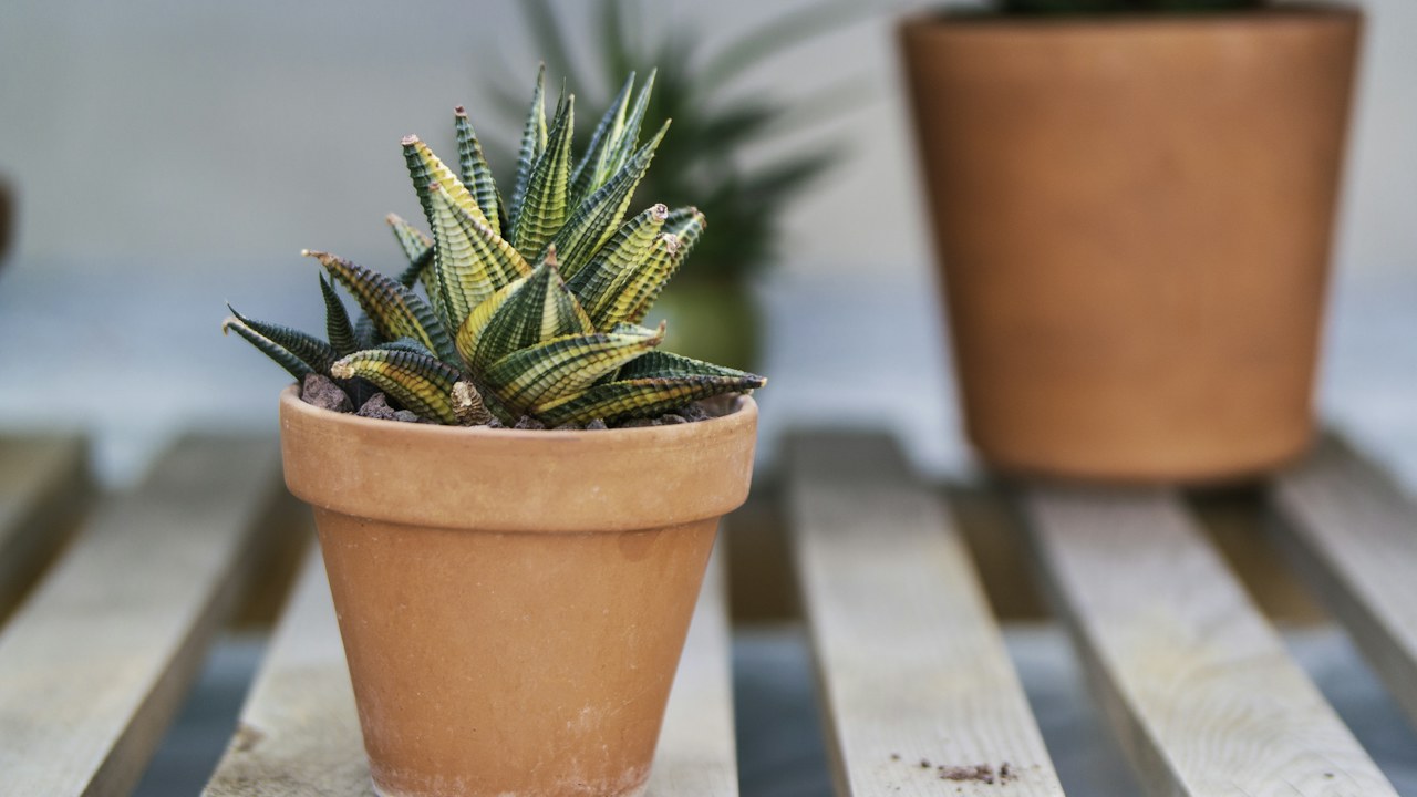 Cactus cultivado en una maceta de terracota