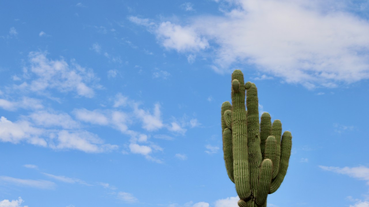 Cactus espinoso que requiere protección durante el trasplante