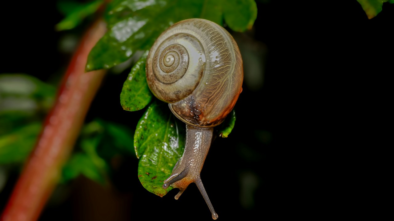 Caracol sobre hojas de una planta de huerto