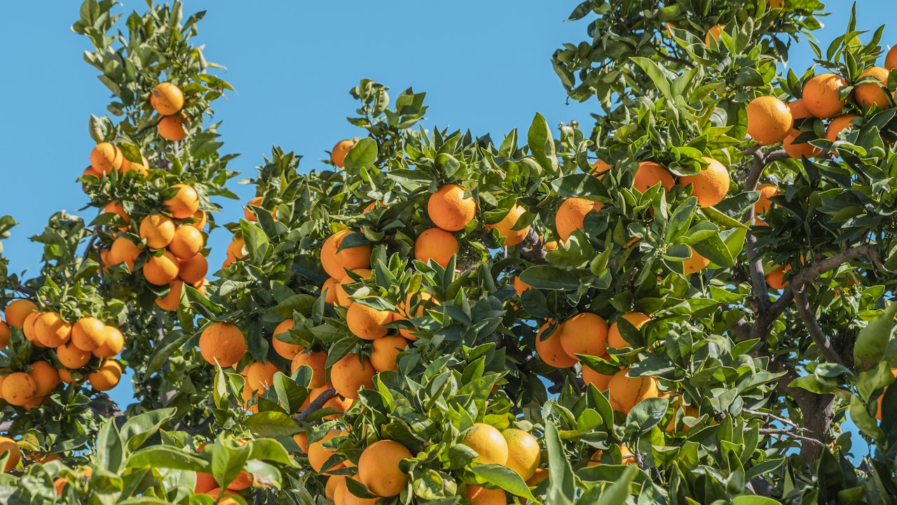 Árbol cítrico con frutos en desarrollo