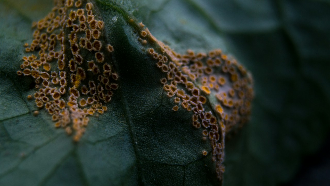 Insectos adheridos a una hoja durante la inspección de cochinillas