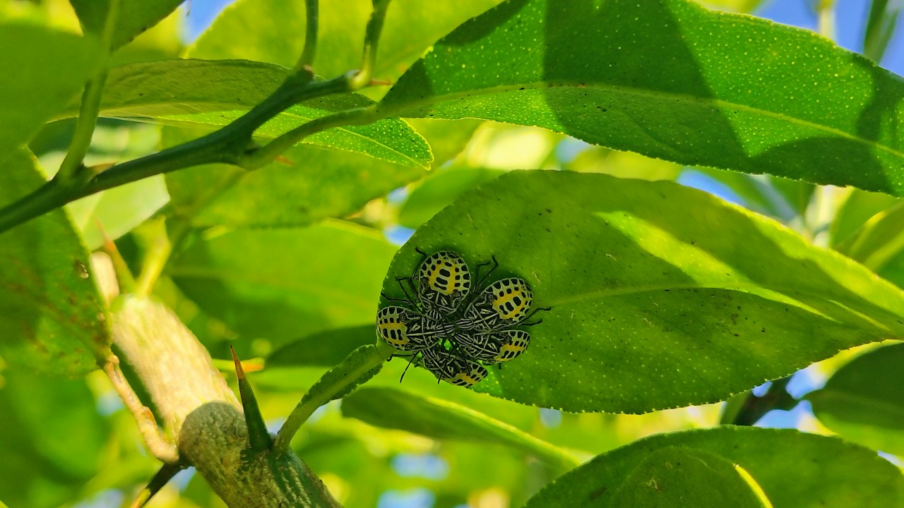Grupo de insectos pequeños concentrados sobre una hoja verde
