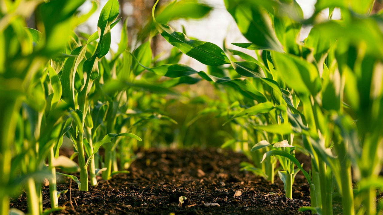 Compost maduro utilizado como fertilizante casero