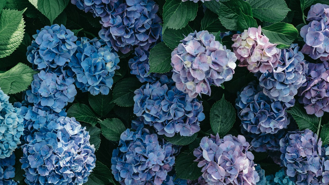 Compost maduro aplicado alrededor de una hortensia