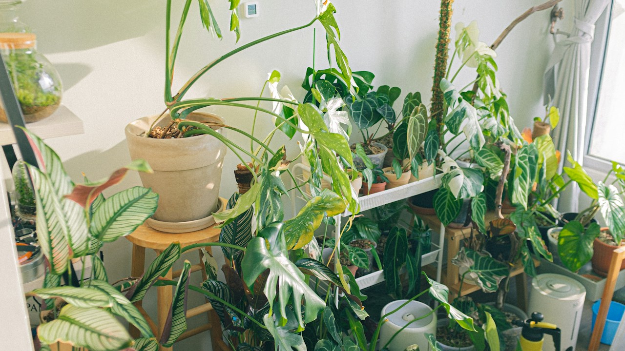 Planta en maceta de barro durante una comprobación de su estado