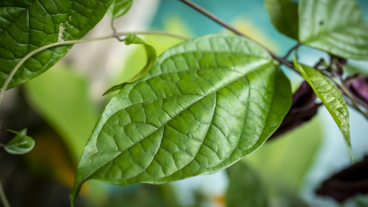 Detalle de una hoja cuyo aspecto debe compararse con la humedad del suelo