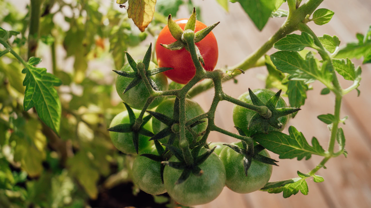 Detalle del follaje y los frutos de una tomatera en maceta