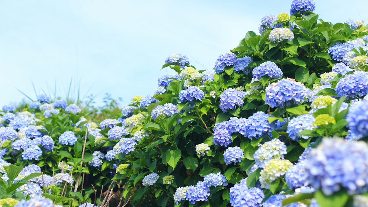 Hojas de hortensia observadas para corregir problemas de cultivo