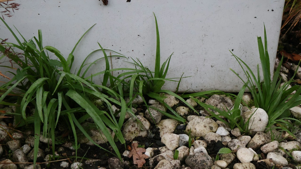 Vegetación creciendo entre grava permeable junto a un muro