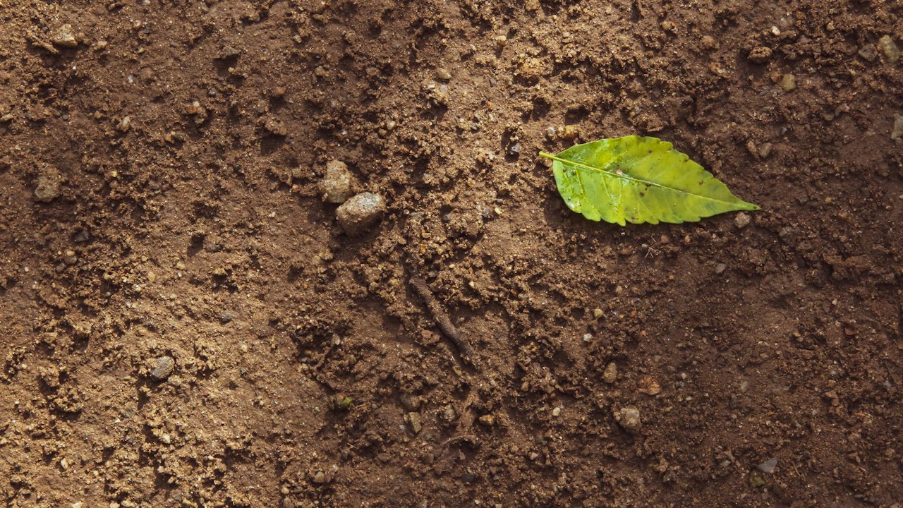 Estiércol bien compostado listo para incorporar al suelo