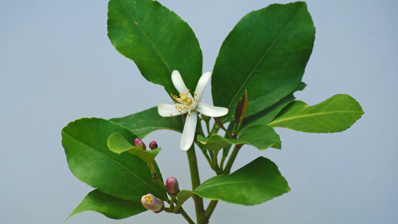 Flor blanca de limonero abierta entre hojas verdes