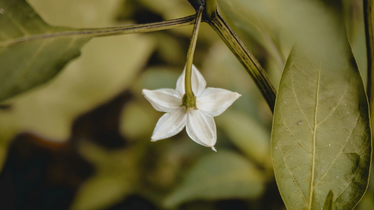 Flor del pimiento observada para comprobar si inicia el cuajado