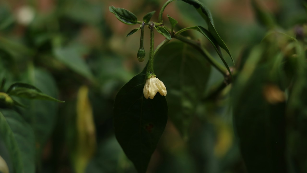 Flor en una planta mantenida con humedad estable