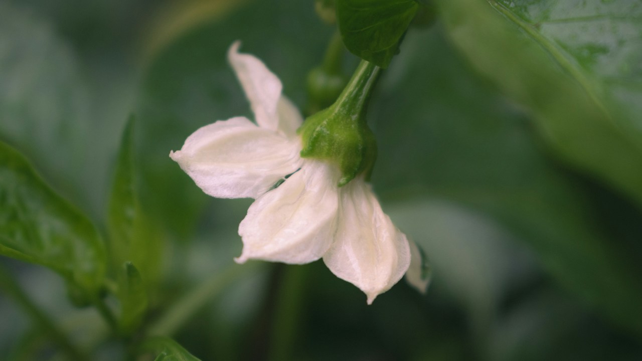 Flor blanca expuesta a condiciones ambientales intensas
