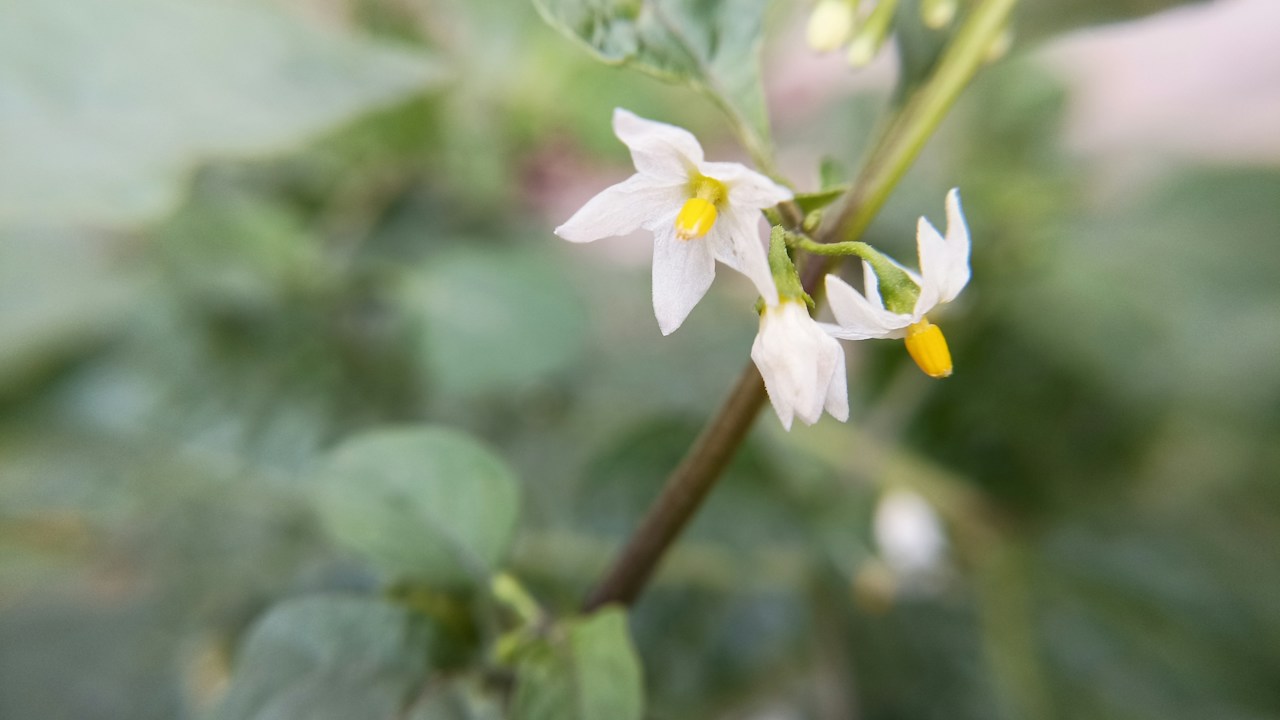 Flor abierta junto al crecimiento joven de una planta de pimiento