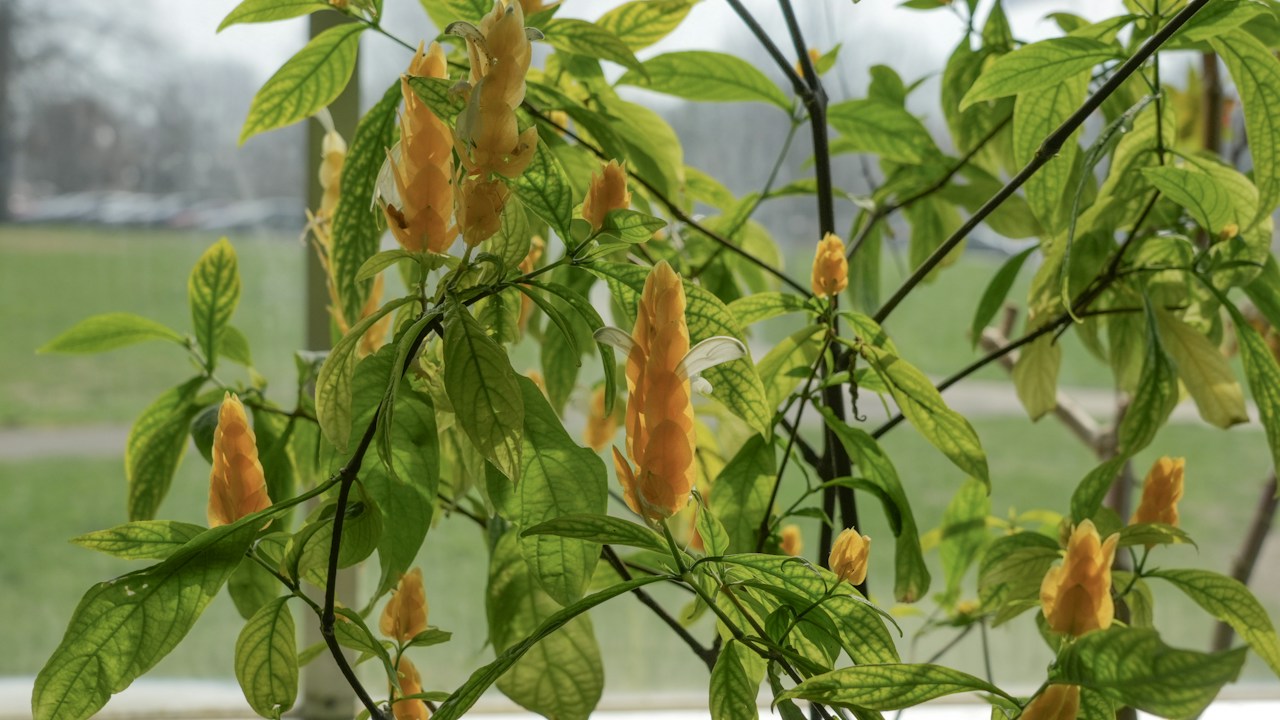 Floración y crecimiento vegetativo para comparar el equilibrio de la planta