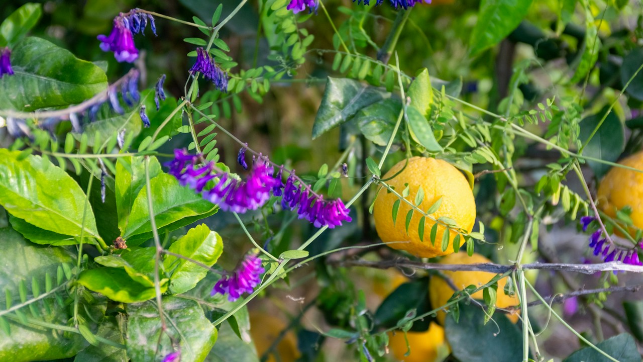 Flores y frutos jóvenes en una rama de limonero