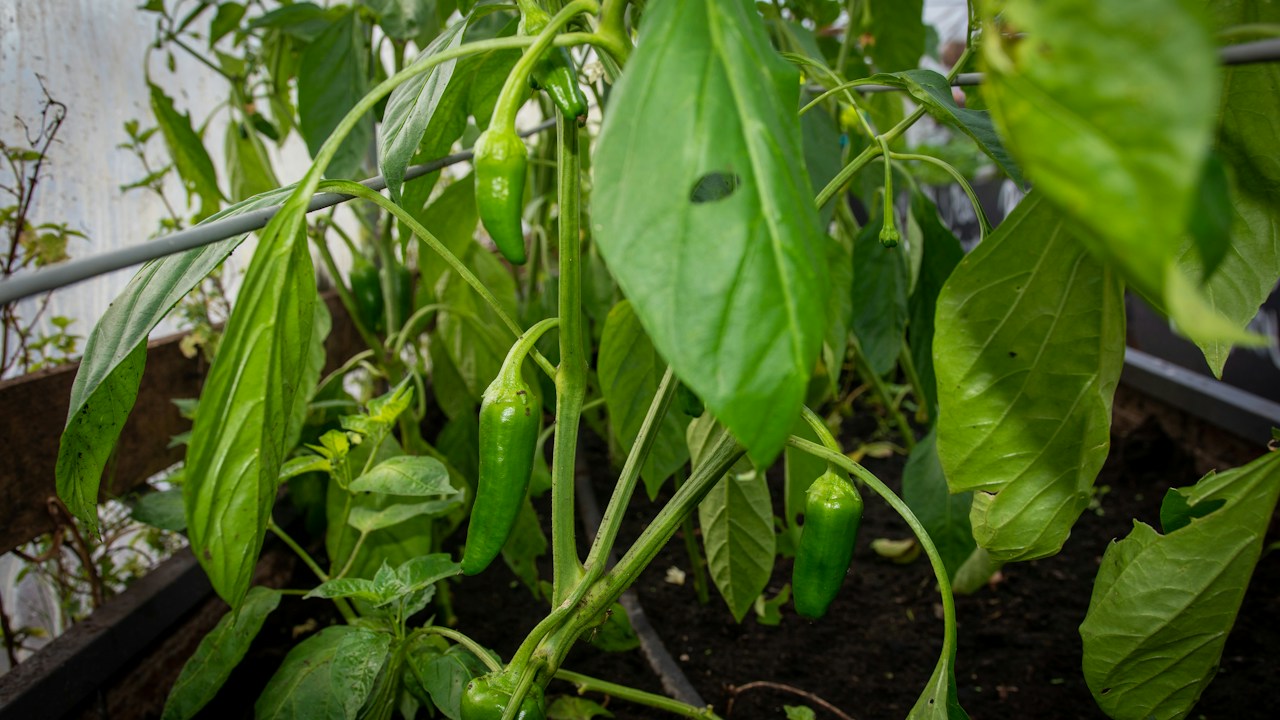 Follaje de una planta de pimiento observado para ajustar el riego