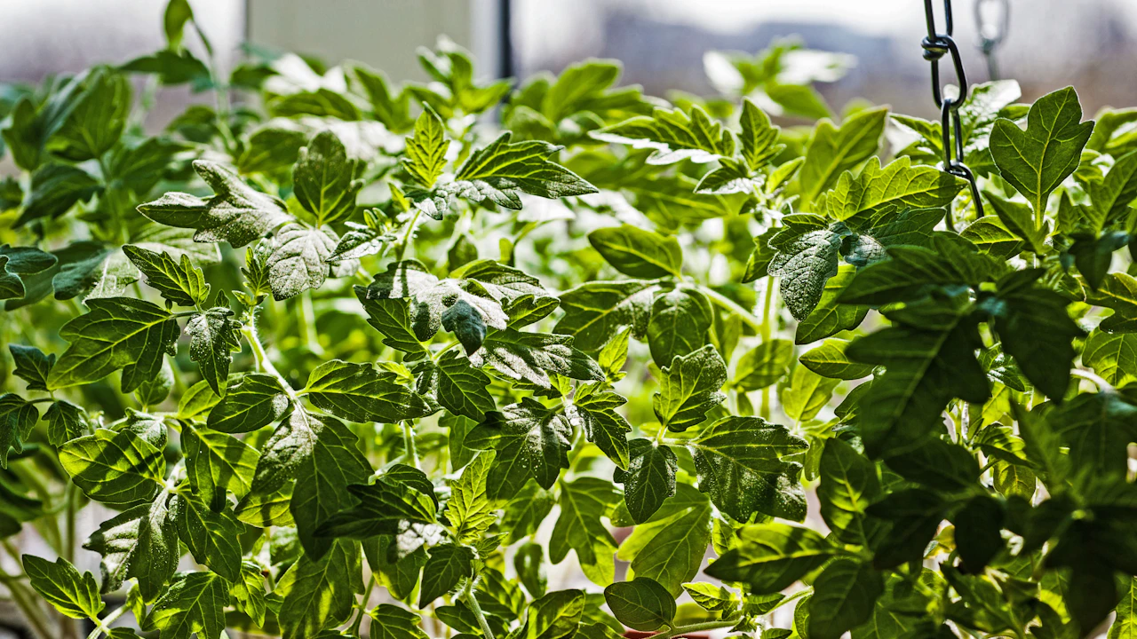Follaje de plantas cultivadas en un recipiente