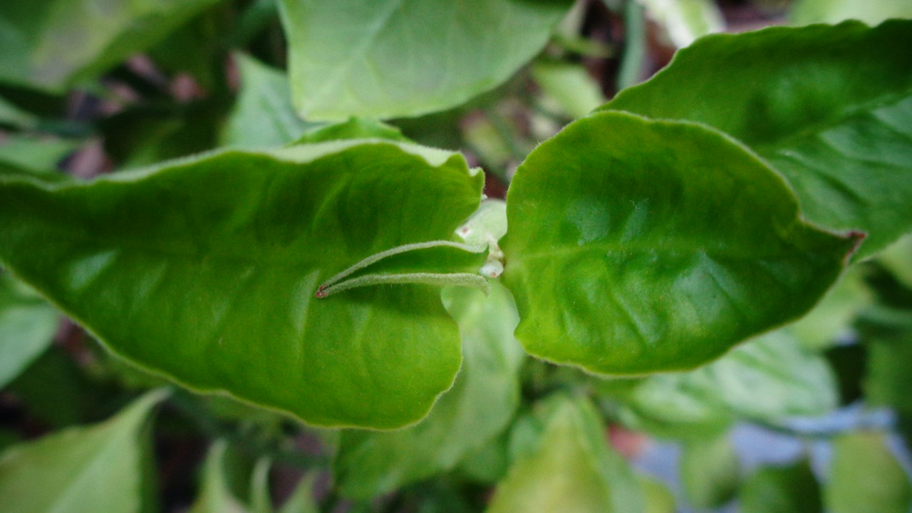 Hojas de una planta expuestas a condiciones exteriores