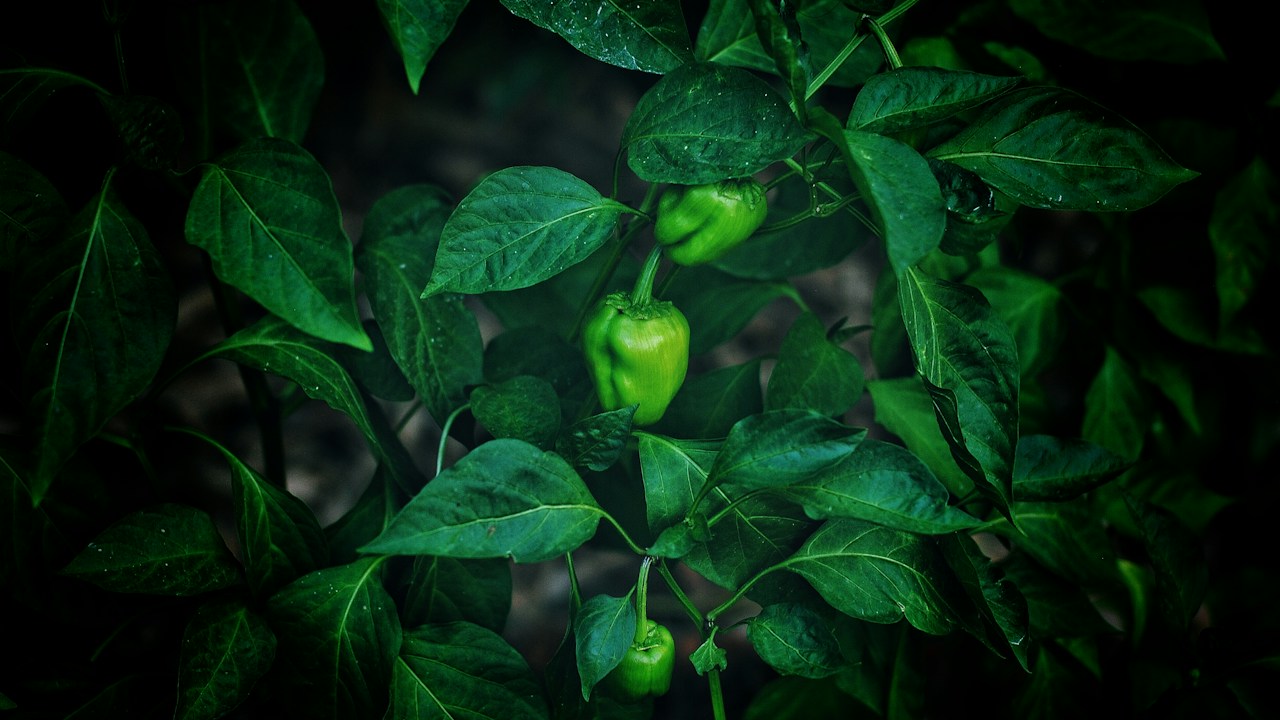 Hojas verdes observadas de cerca para comparar cambios de color