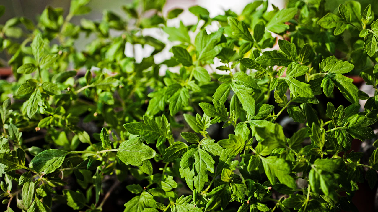 Follaje verde de plantas jóvenes durante el crecimiento