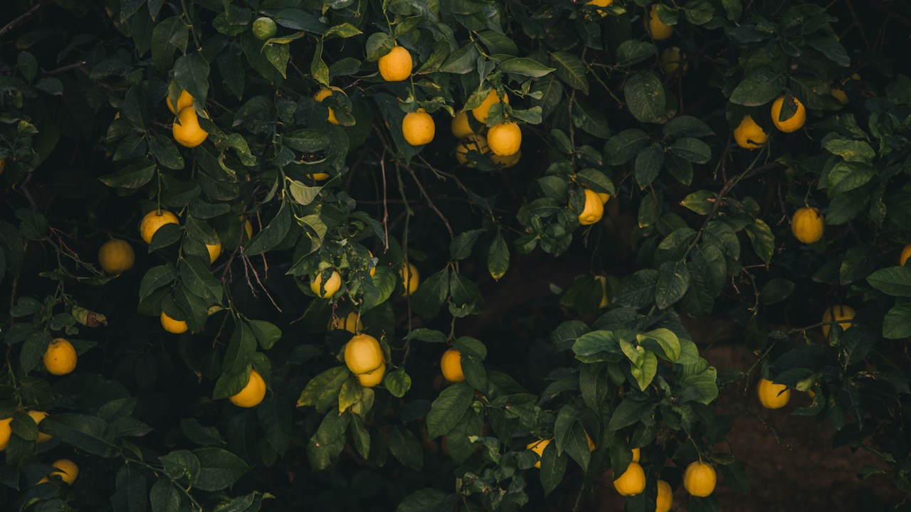 Limones amarillos rodeados de follaje sano sin crecimiento excesivo