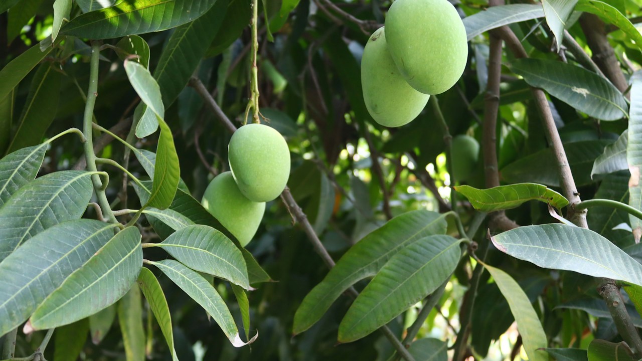 Frutos jóvenes de mango bajo un follaje denso