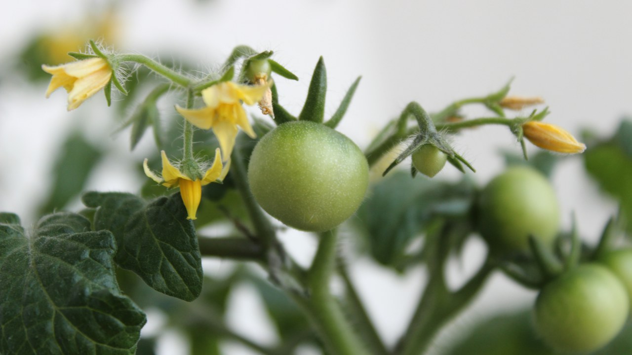 Frutos verdes de tomate en formación sobre la planta