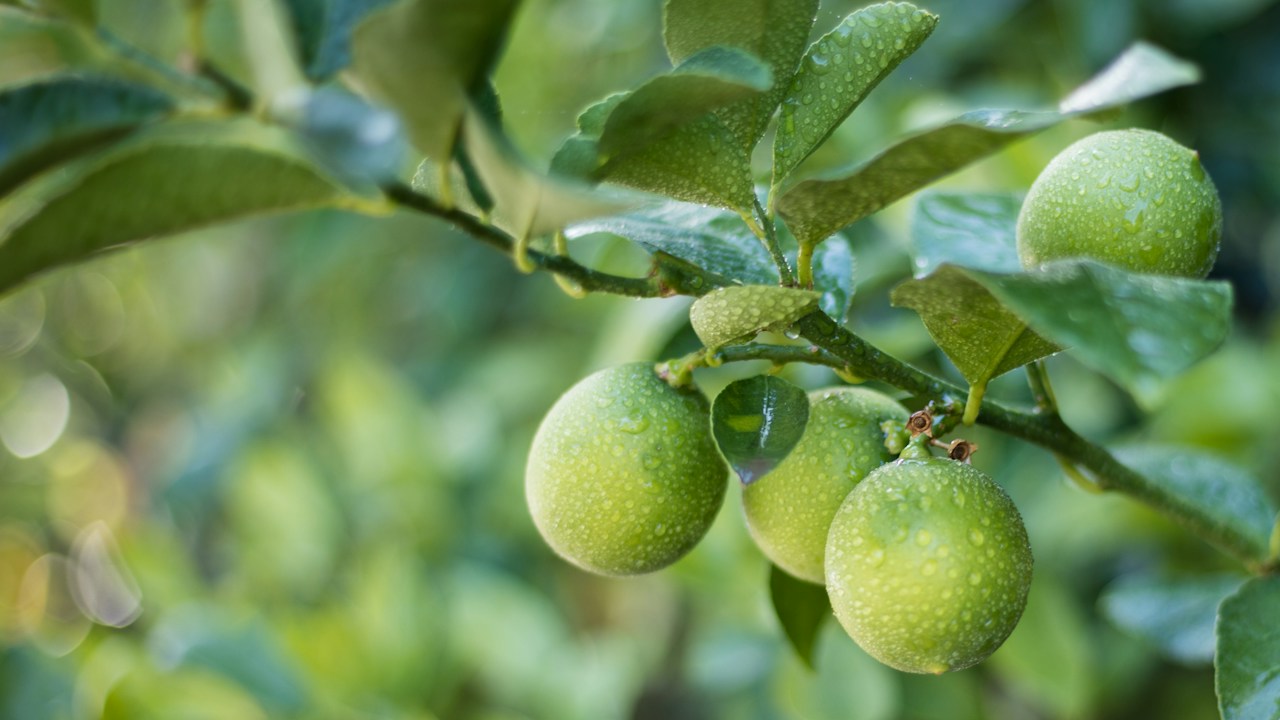 Frutos verdes creciendo en un cítrico todavía joven