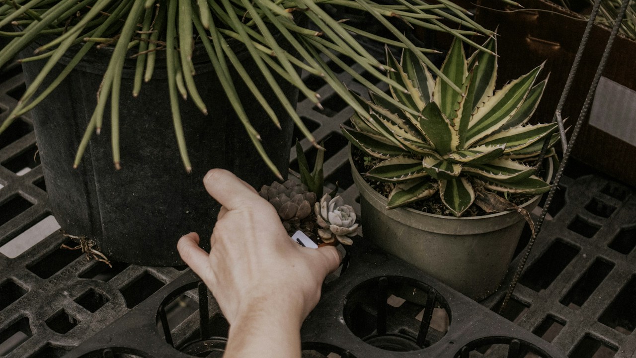 Hortalizas cosechadas tras mantener un riego regular
