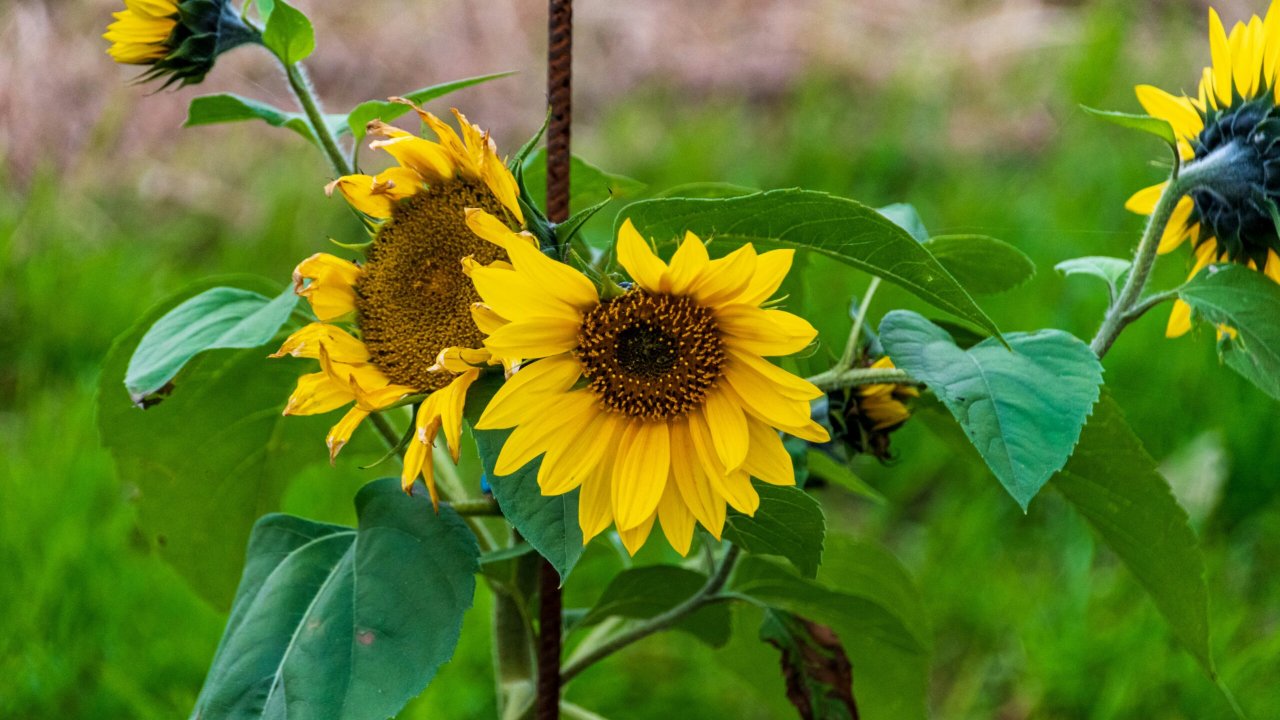 Girasoles altos creciendo en un jardín con follaje verde