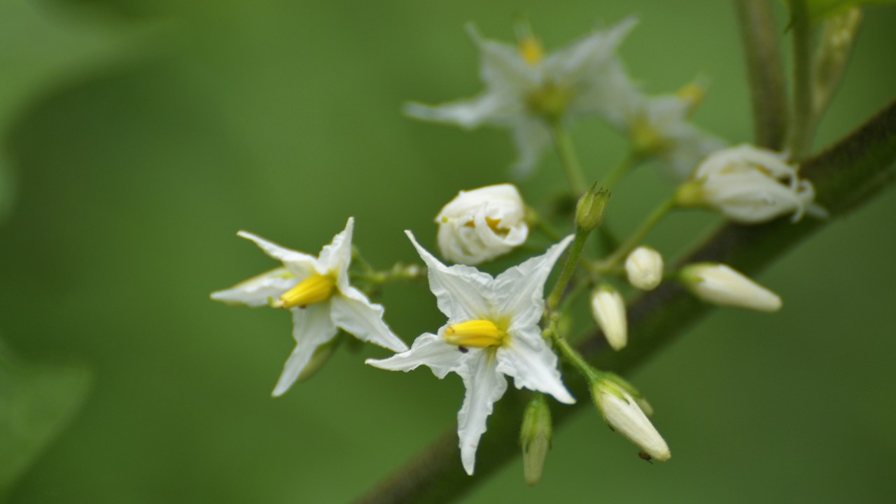 Grupo de flores para observar cuántas continúan hacia el cuajado